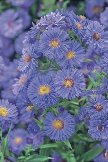 Айстра новобельгійська Блу Байю|Aster novi-belgii Blue Bayou|Айстра новобельгійська Блу Байю 